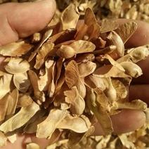 五角枫种子元宝枫种子当年新采精选无杂质发芽率高