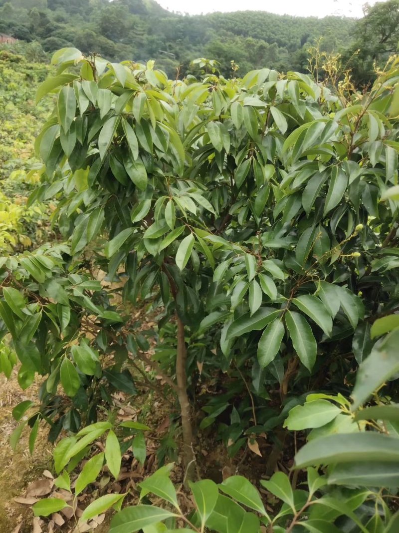 荔枝苗，妃子笑苗，无核荔枝苗，桂味荔枝苗，大量供应