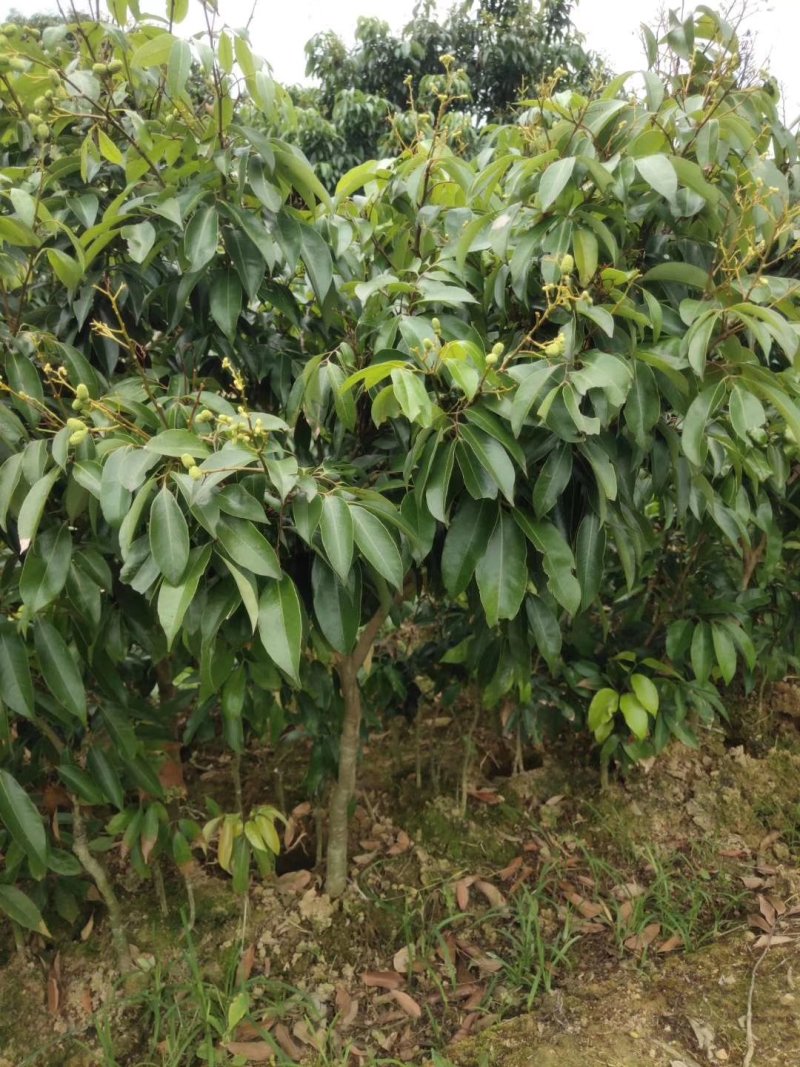 荔枝苗，妃子笑苗，无核荔枝苗，桂味荔枝苗，大量供应