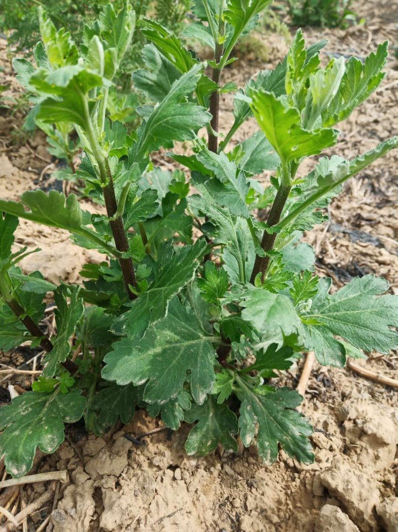菊花苗婺源皇菊苗金丝皇菊苗