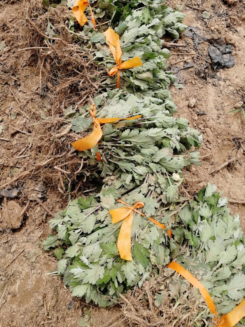 菊花苗婺源皇菊苗金丝皇菊苗