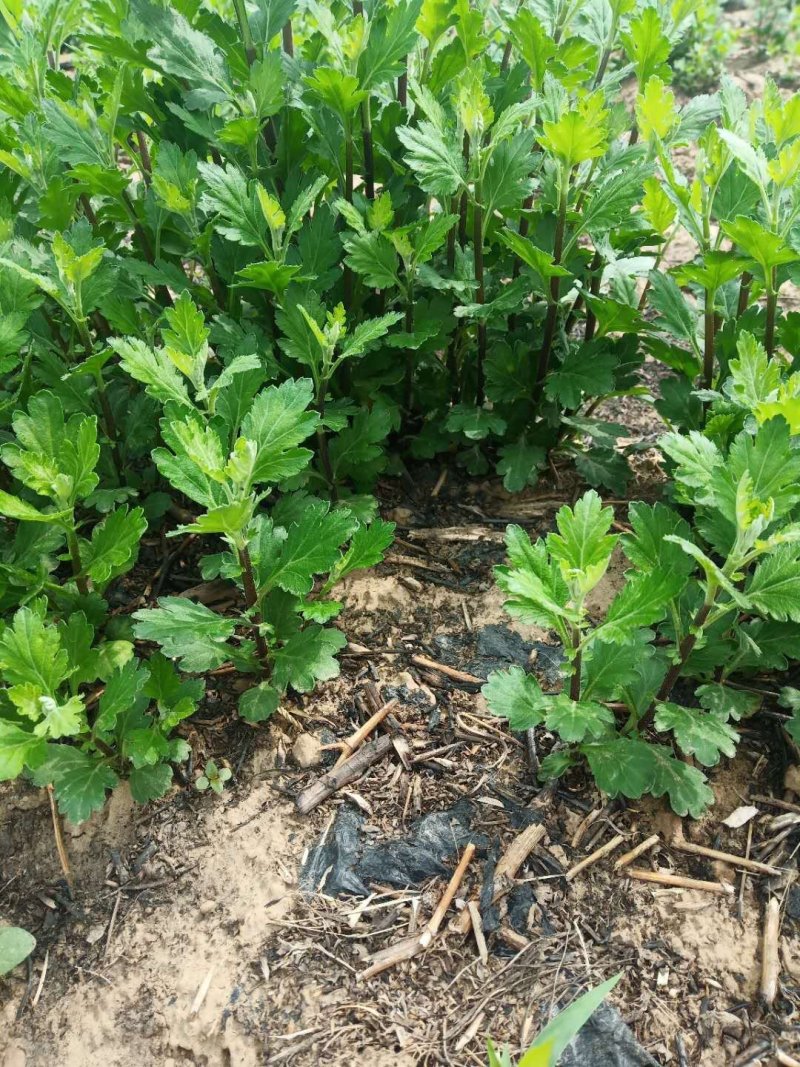 菊花苗婺源皇菊苗大皇菊苗贡菊苗