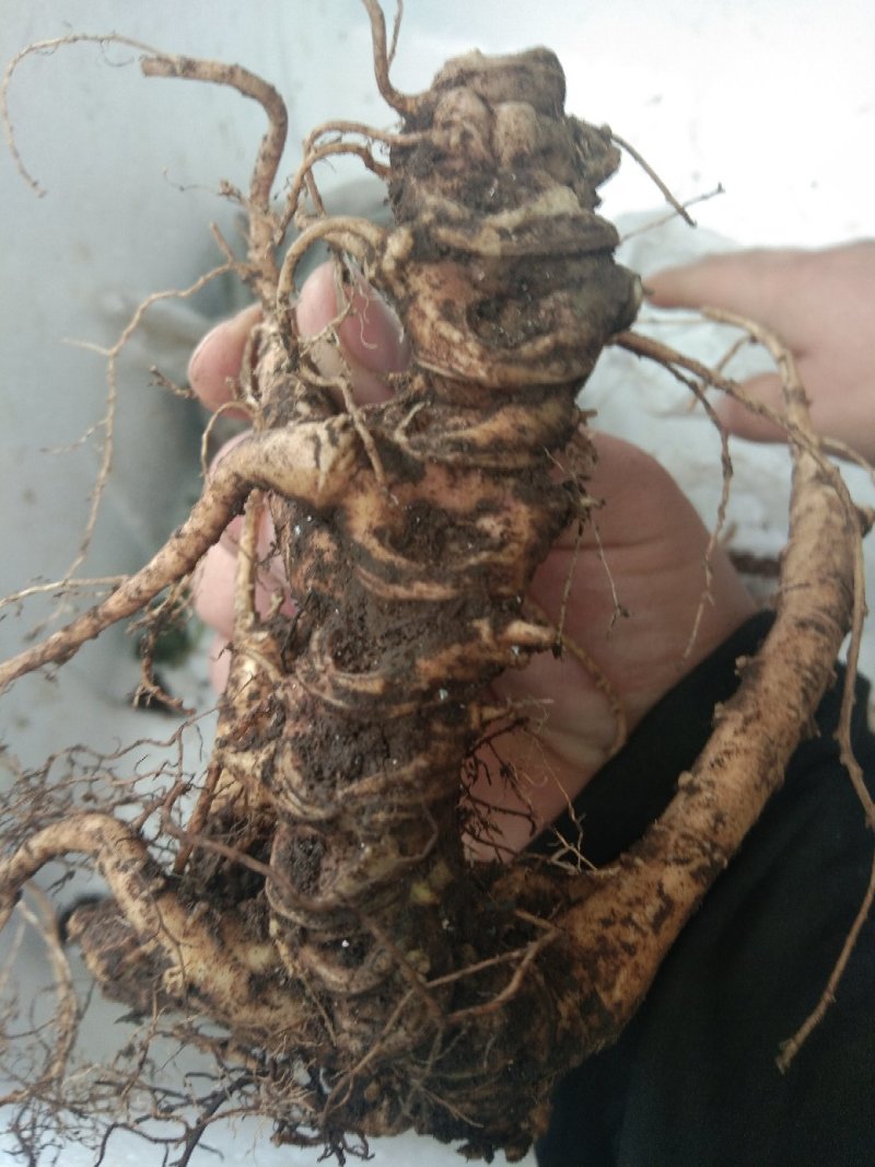 高山野生三七，药含量高，欢迎新老客户前来选购。