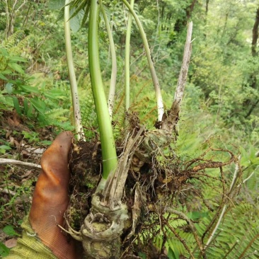 高山野生三七，药含量高，欢迎新老客户前来选购。