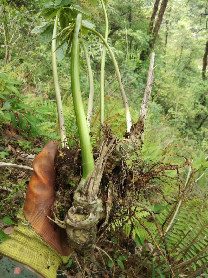 高山野生三七，药含量高，欢迎新老客户前来选购。