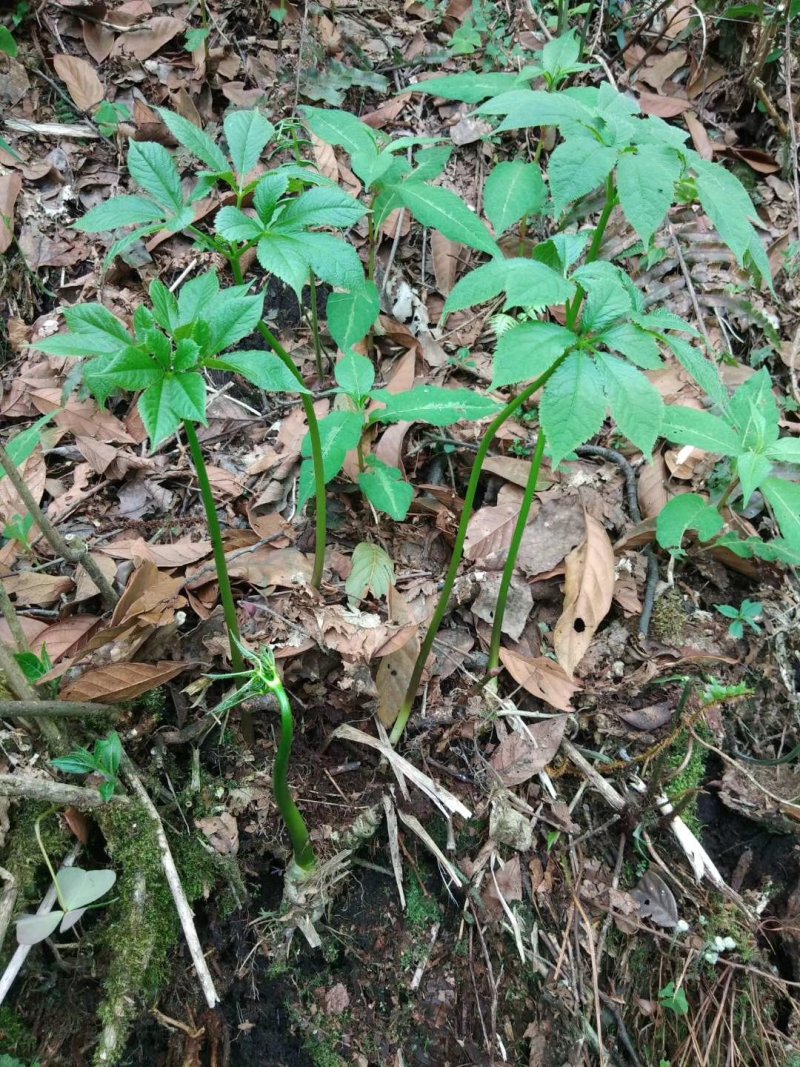 高山野生三七，药含量高，欢迎新老客户前来选购。