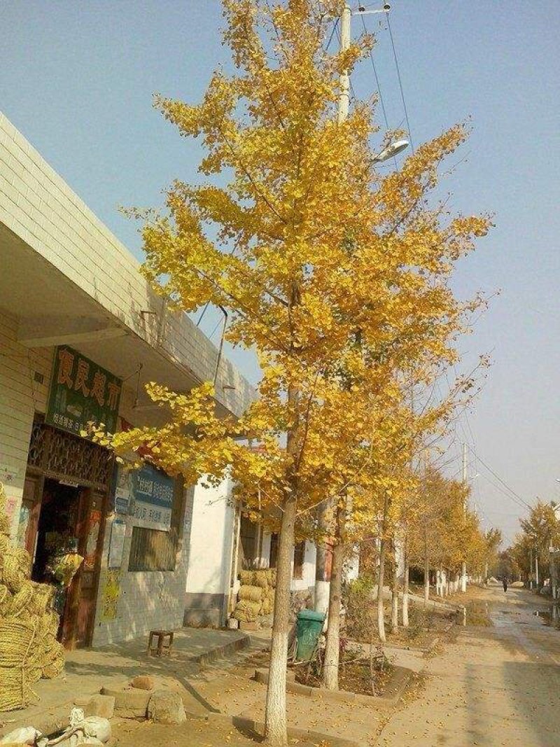 银杏种子纯新种子种子公司品质保证量大批发