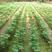 银杏种子纯新种子种子公司品质保证量大批发