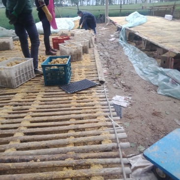 河南手工制作变蛋假一赔十有需要的客户前来考察参观价格随行