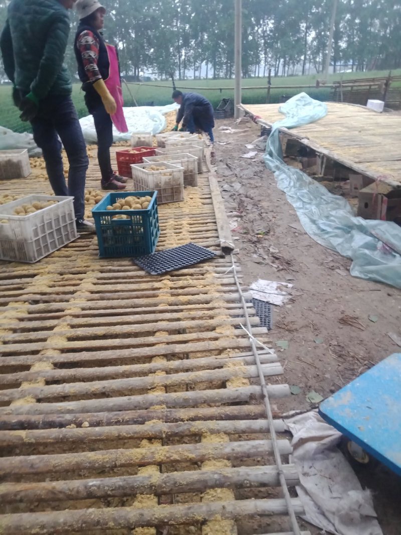 河南手工制作变蛋假一赔十有需要的客户前来考察参观价格随行