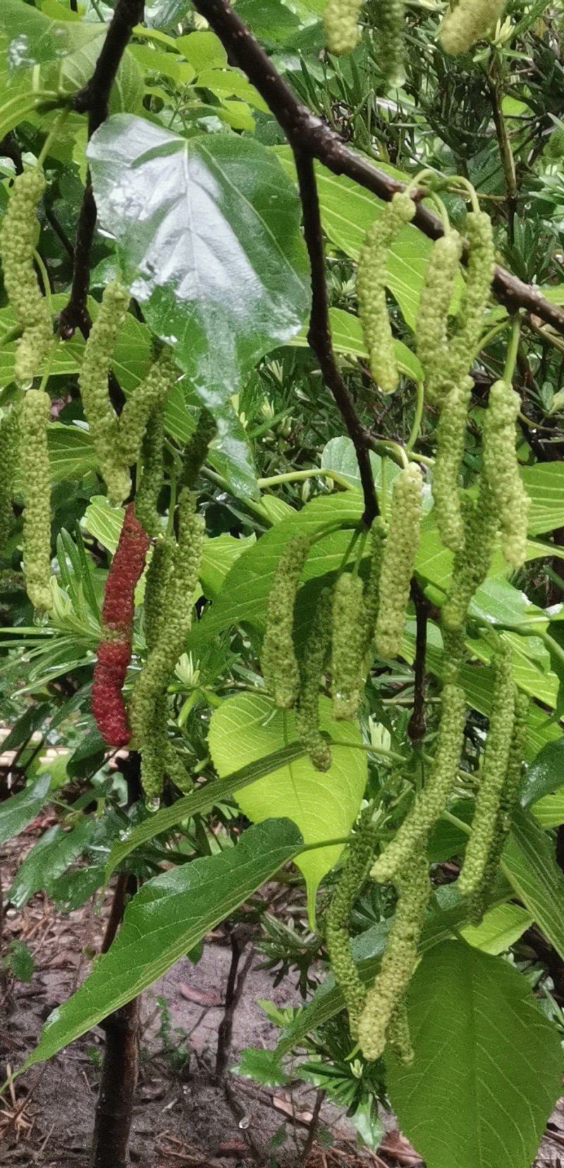 长果桑大苗（二年苗，2公分左右粗）