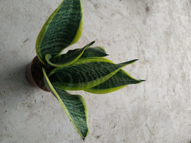 小金边虎皮兰