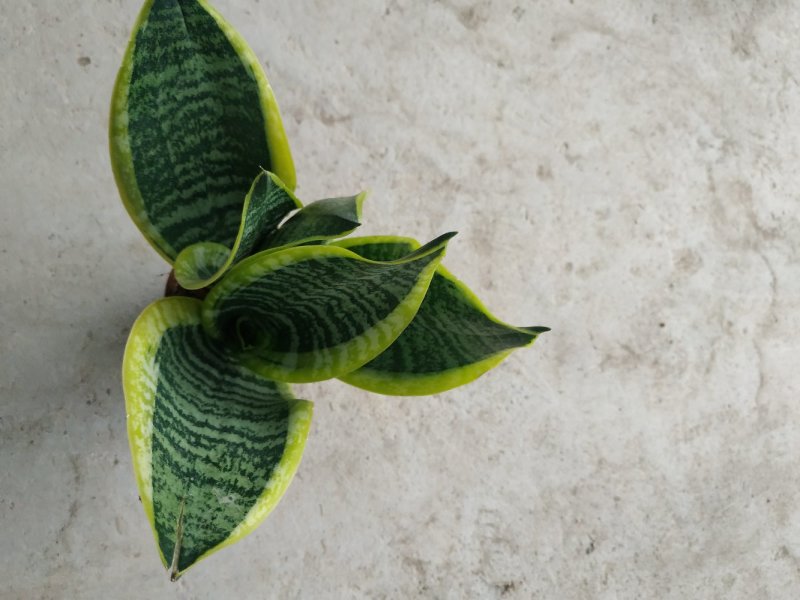 小金边虎皮兰