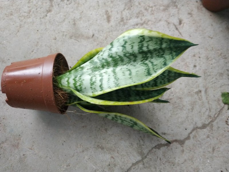 小金边虎皮兰