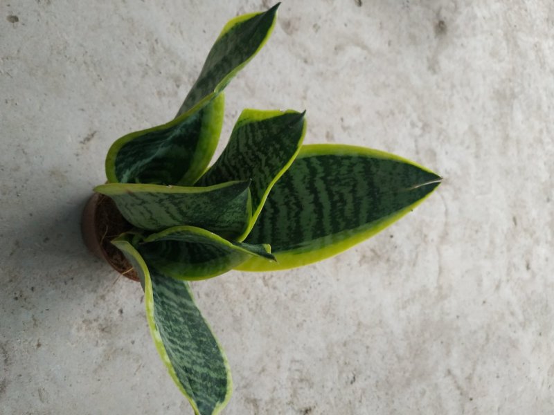 小金边虎皮兰