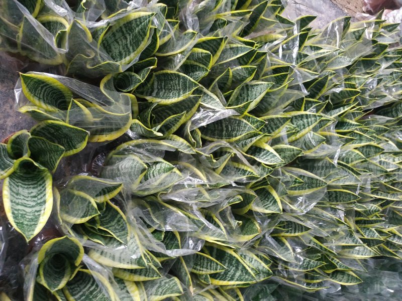 小金边虎皮兰