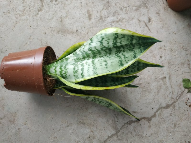 小金边虎皮兰