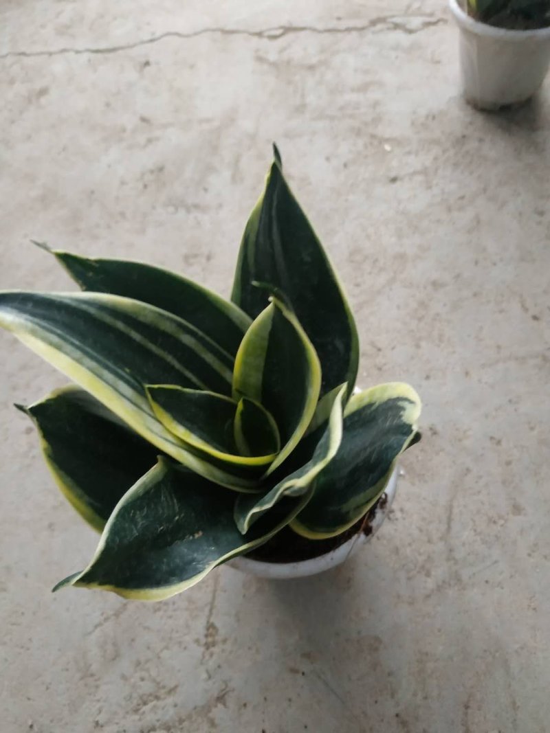 荷花兰不包邮