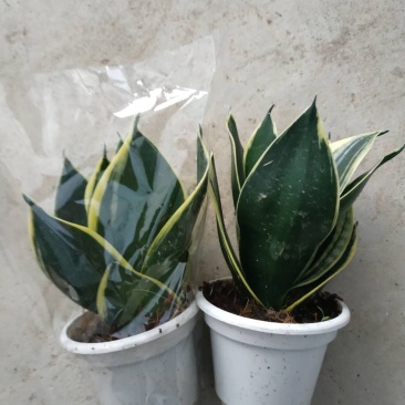 荷花兰不包邮