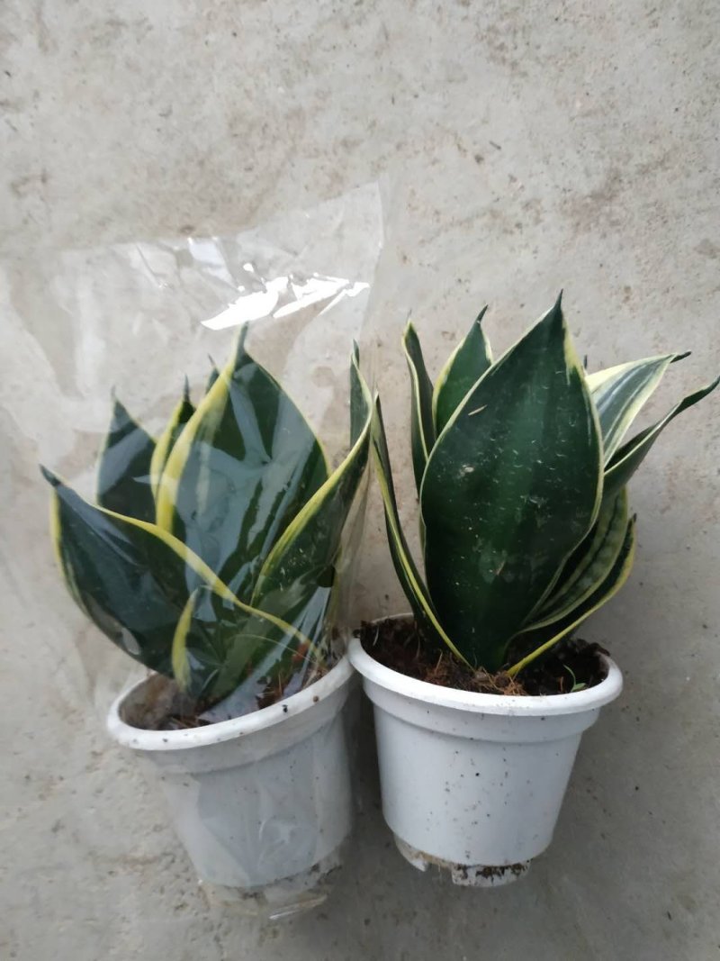荷花兰不包邮