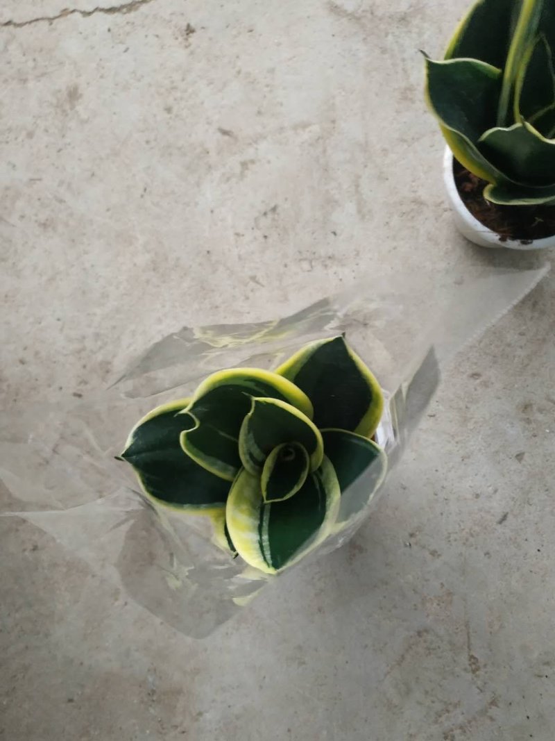 荷花兰不包邮