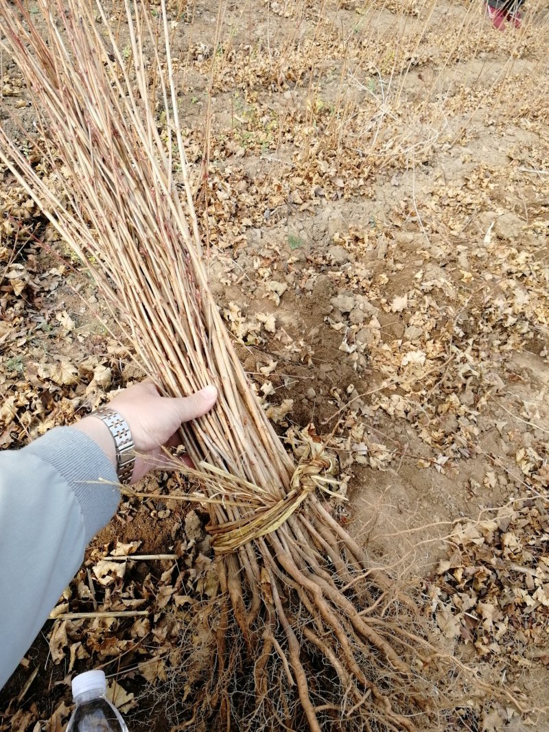 辽宁开原五角枫小苗杯苗色木槭工程苗繁育基地苗农一手