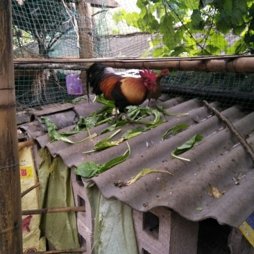 圆鸡，活体，