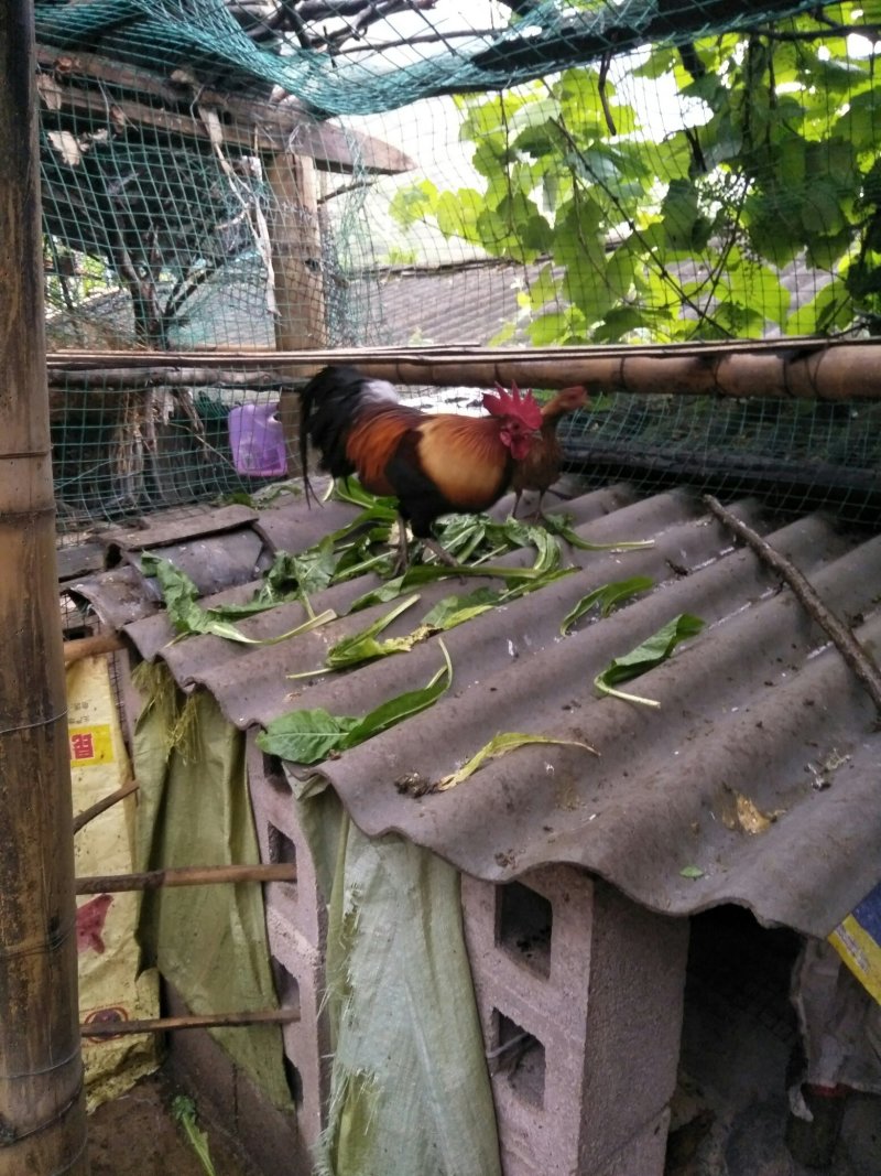 圆鸡，活体，