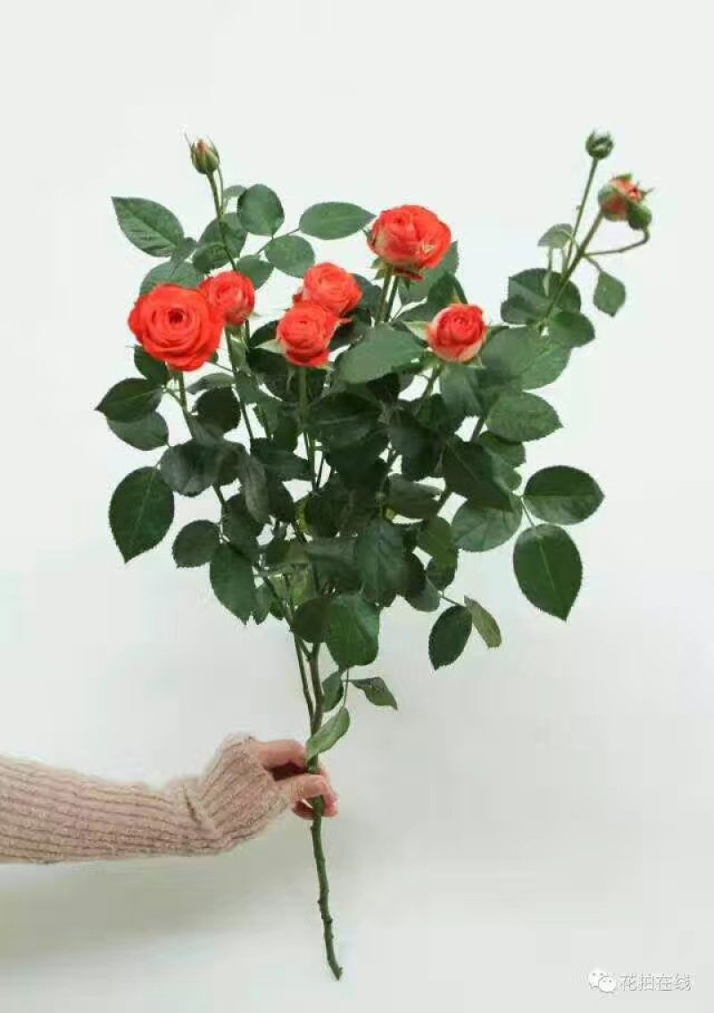 四季玫瑰苗狂欢泡泡多花四季开花高度15～20cm