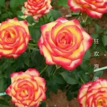 四季玫瑰苗狂欢泡泡多花四季开花高度15～20cm