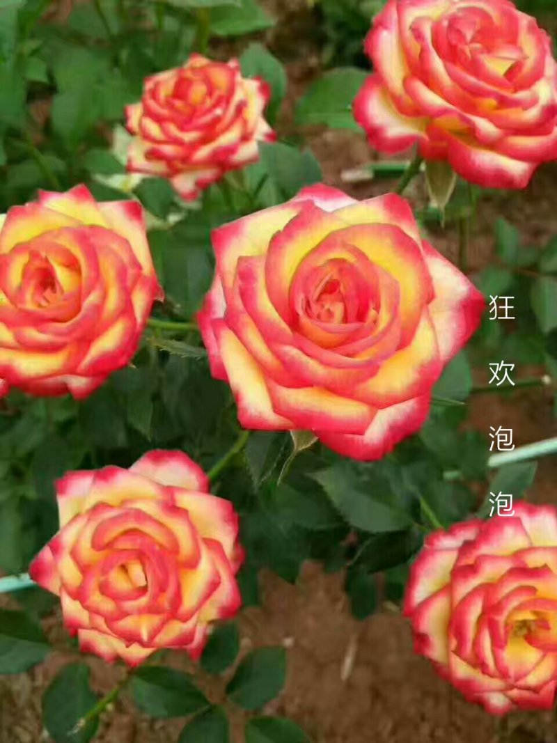 四季玫瑰苗狂欢泡泡多花四季开花高度15～20cm