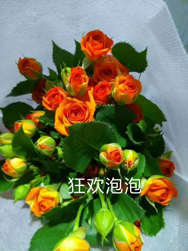 四季玫瑰苗狂欢泡泡多花四季开花高度15～20cm