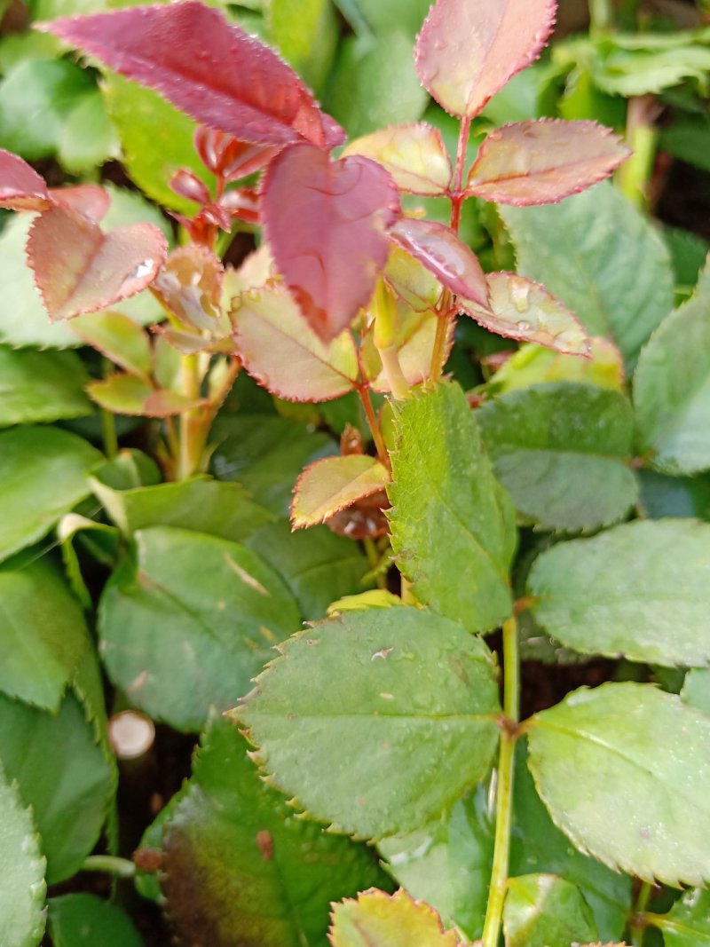 四季玫瑰苗狂欢泡泡多花四季开花高度15～20cm