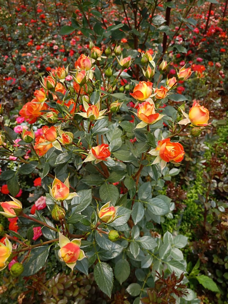 四季玫瑰苗狂欢泡泡多花四季开花高度15～20cm