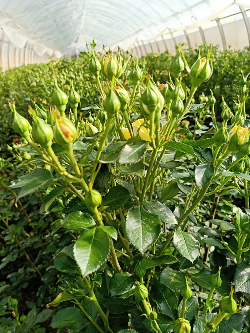 四季玫瑰苗狂欢泡泡多花四季开花高度15～20cm