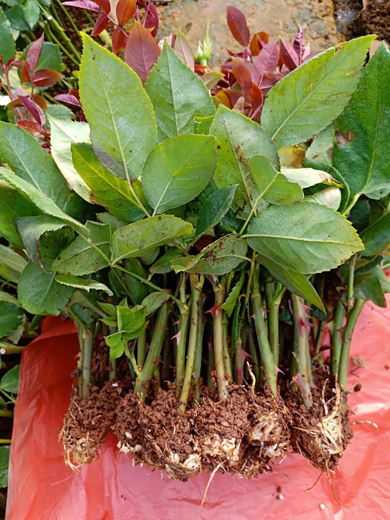 四季玫瑰苗狂欢泡泡多花四季开花高度15～20cm