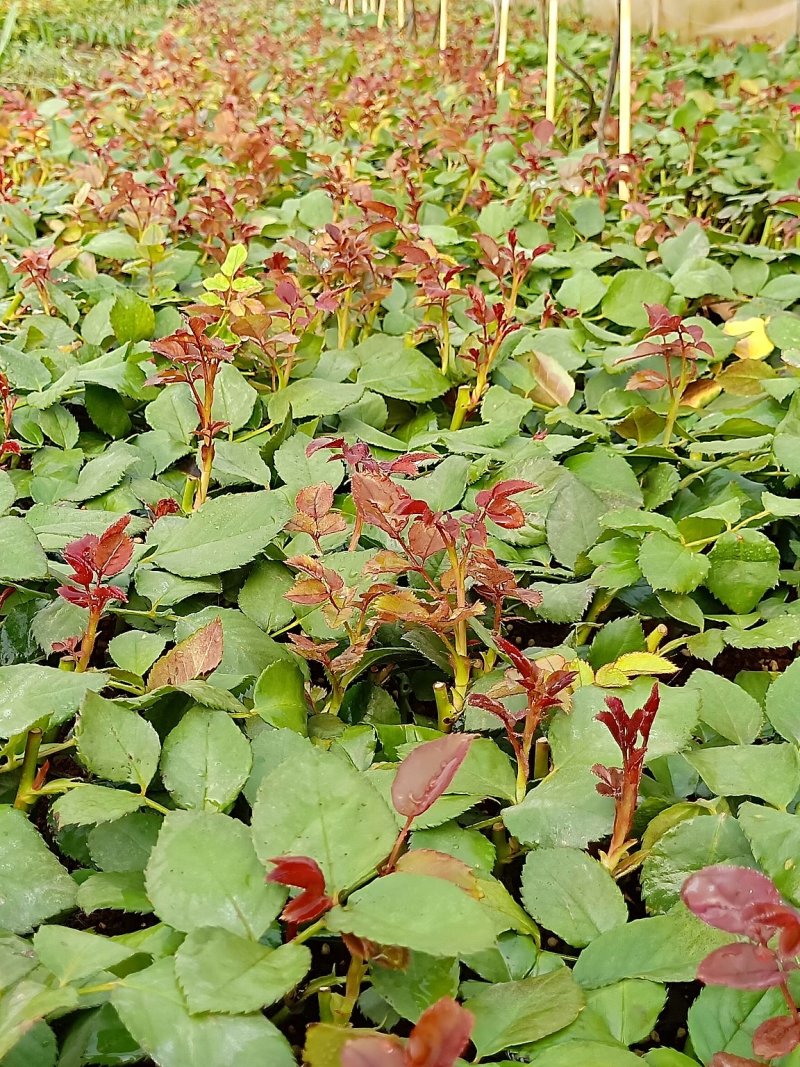 四季玫瑰苗狂欢泡泡多花四季开花高度15～20cm