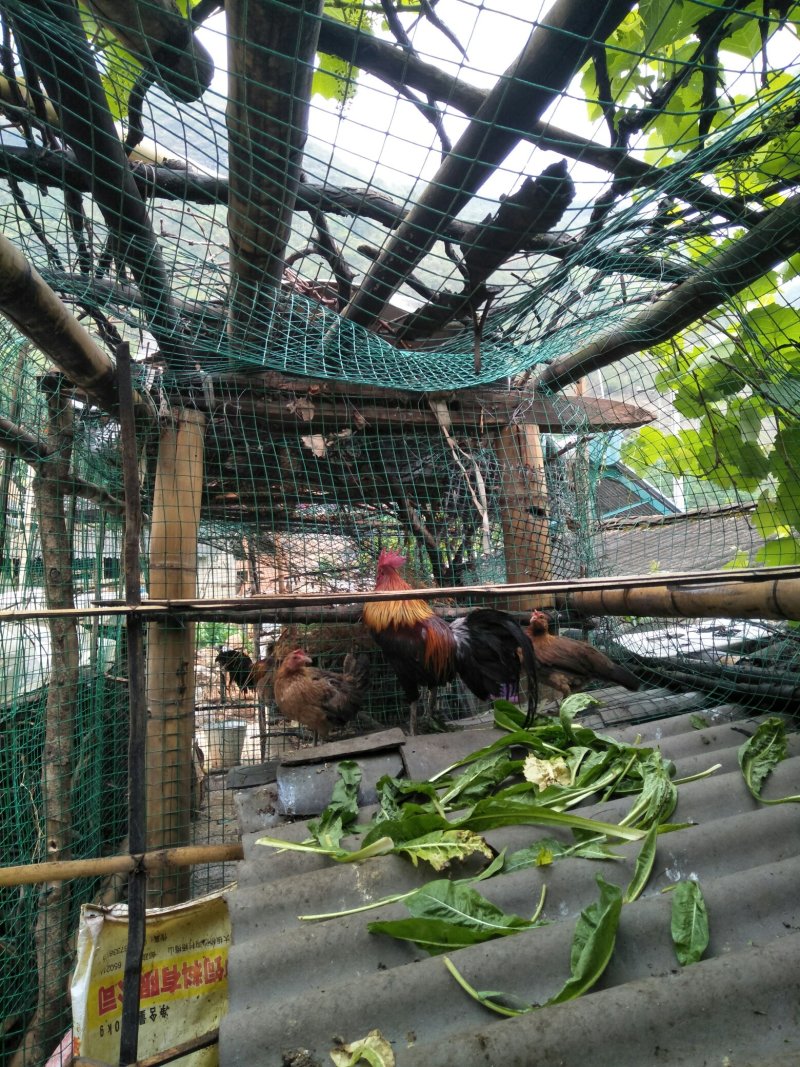 圆鸡，活体，