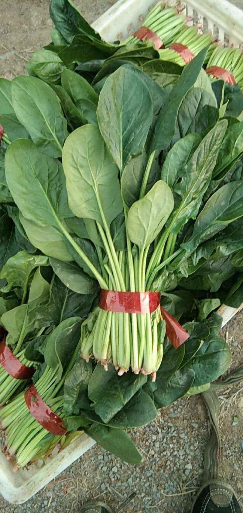 菠菜20~25厘米
