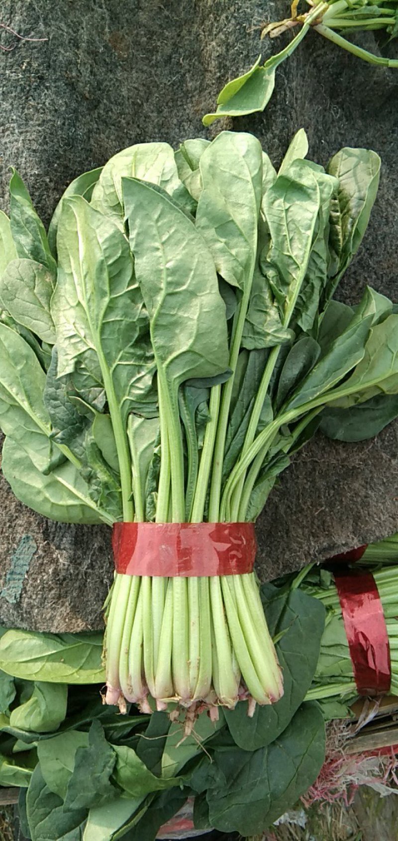 菠菜20~25厘米