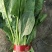菠菜20~25厘米