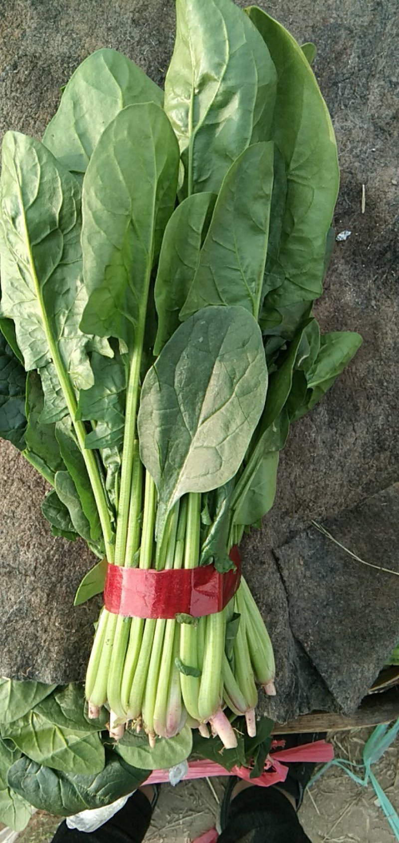 菠菜20~25厘米