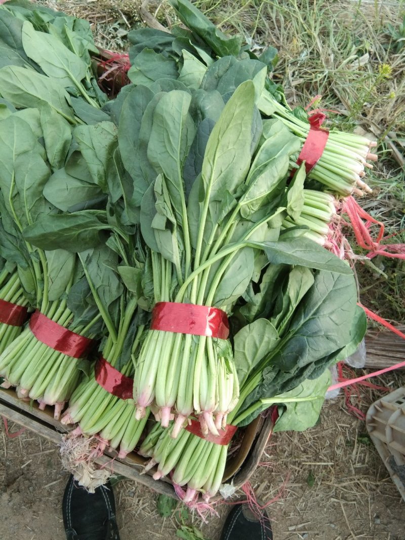 菠菜20~25厘米