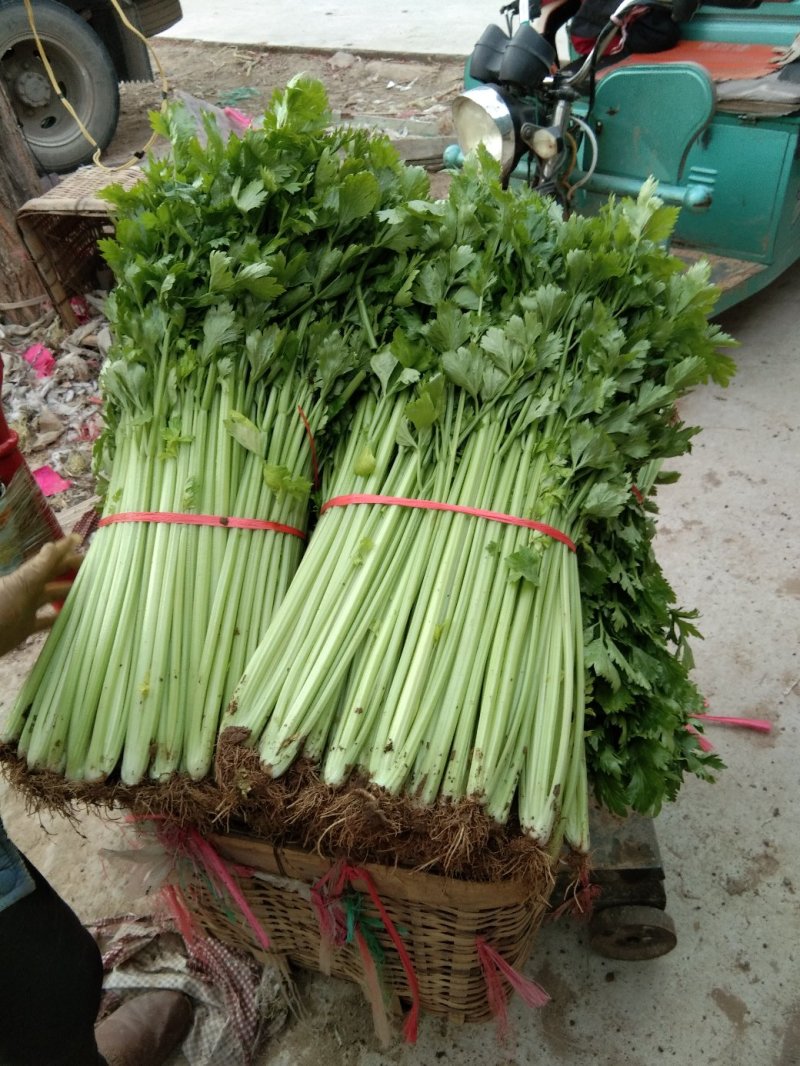 西芹60cm以上