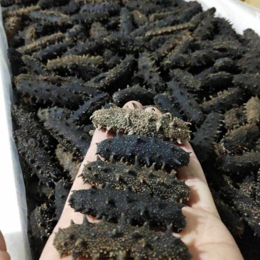 盐干海参