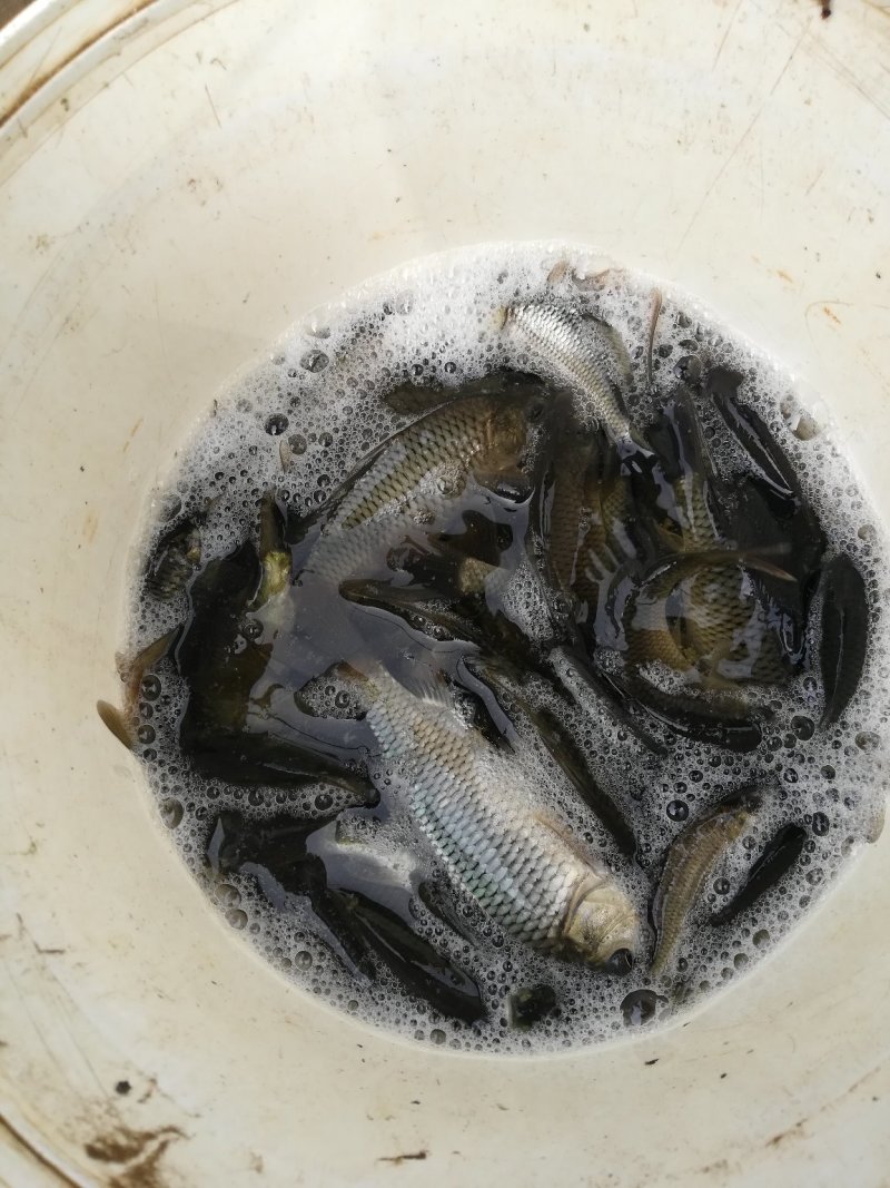 鲤鱼苗优质鱼苗淡水鱼苗批发福瑞鲤
