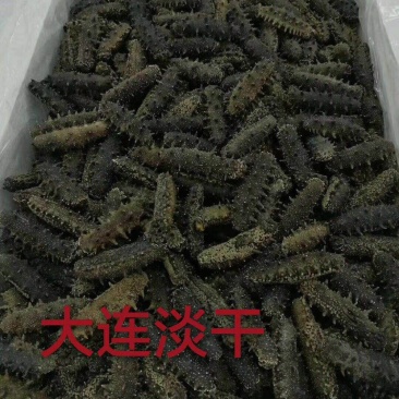 淡干海参