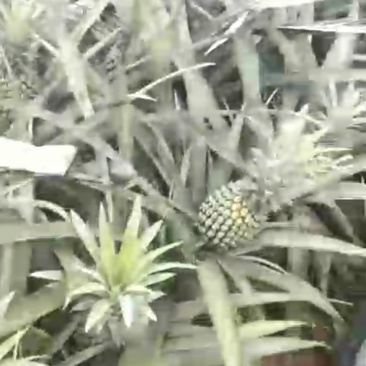 越南香水菠萝