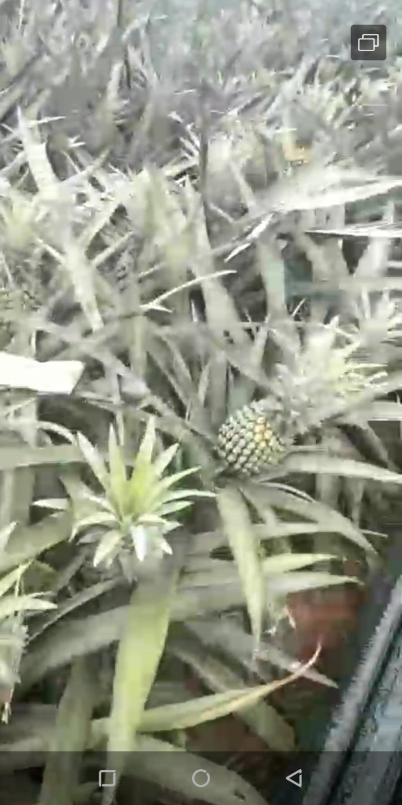 越南香水菠萝