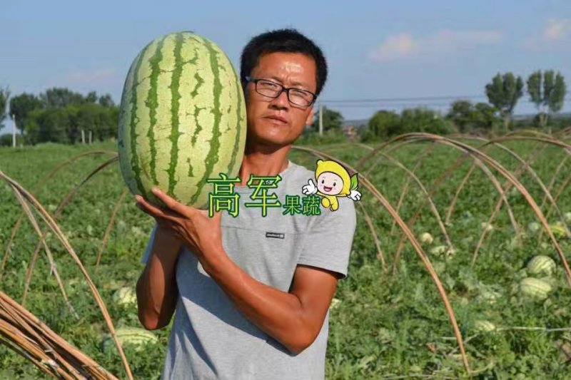 陕西金城五西瓜甜王黑皮无籽美都陕西西瓜合作社直供品质